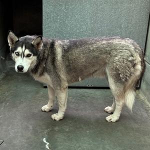 A husky dog standing on a concrete floor