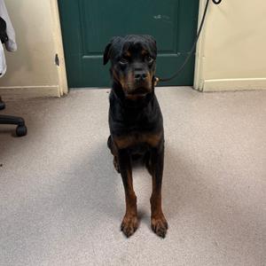 Bear, Rottweiler, adult, available for adoption