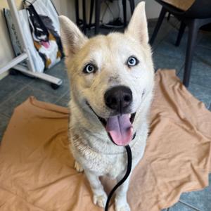Baela, Husky, Siberian, adult, available for adoption