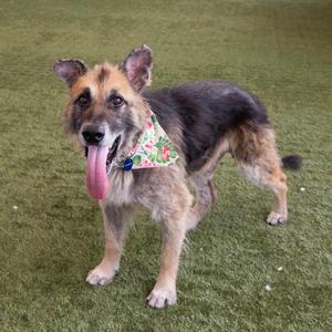 A German Shepherd dog wearing a bandana stands on artificial grass with its tongue out.