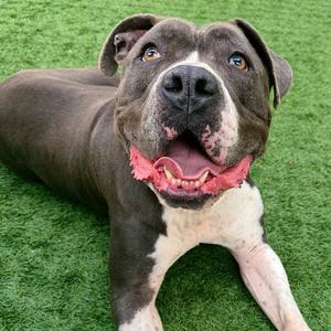 Boda, Terrier, Pit Bull, senior, available for adoption