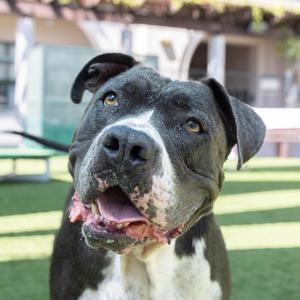 Boda, Terrier, Pit Bull, senior, available for adoption