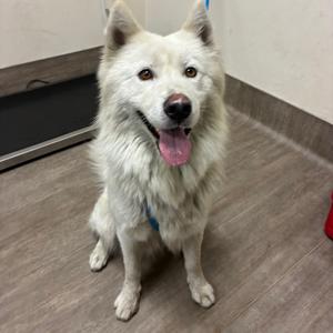 A fluffy white dog with a pink tongue sticking out, sitting on a wooden floor.