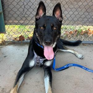 Disco, Shepherd, German, adult, available for adoption