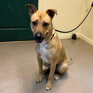 Carlo, Shepherd, adult, available for adoption