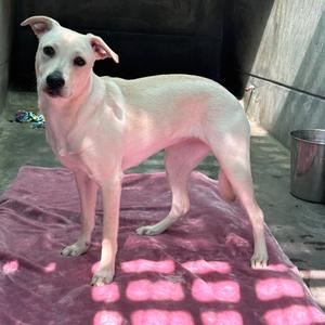 Castle, Retriever, Labrador, adult, available for adoption