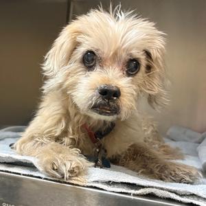 Cookie, Bichon Frise, senior, available for adoption