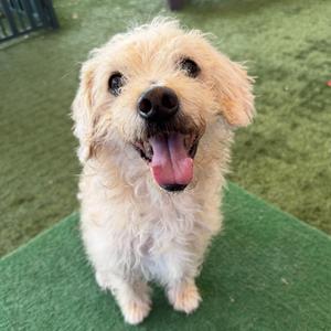 A fluffy white dog with a happy expression, sitting on a green surface.