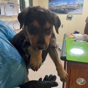 Clapton, Shepherd, German, puppy, available for adoption