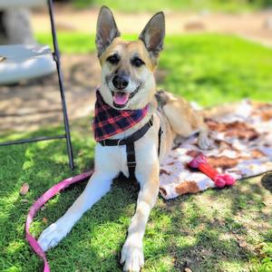 Bella, Shepherd, German, senior, available for adoption