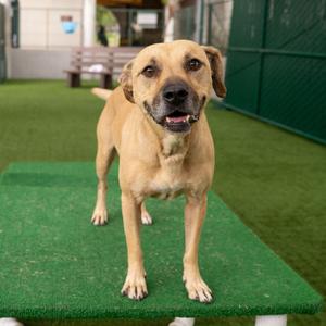 Bandit, Retriever, Labrador, senior, available for adoption