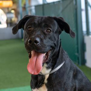 Boomer, Retriever, Labrador, adult, available for adoption