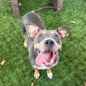 Cash, Terrier, Pit Bull, adult, available for adoption