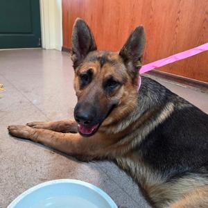 Bug, Shepherd, German, adult, available for adoption