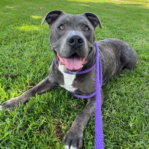 Brutus, Terrier, Pit Bull, senior, available for adoption