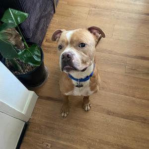 Del Taco, Terrier, Pit Bull, adult, available for adoption