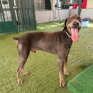 A brown dog standing on a green artificial turf surface, with its tongue out and ears perked up.