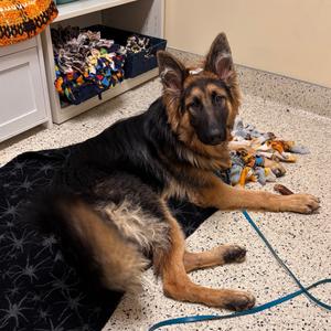Argos, Shepherd, German, adult, available for adoption