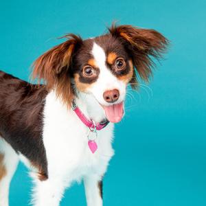 Pasadena Humane