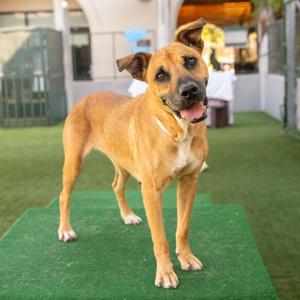 Callie, Shepherd, German, senior, available for adoption