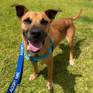 Callie, Shepherd, German, senior, available for adoption
