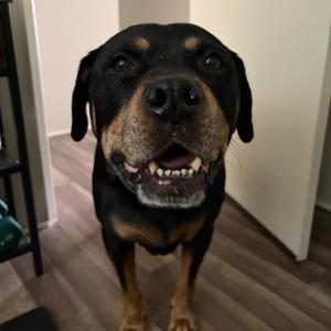 Buddy, Rottweiler, senior, available for adoption
