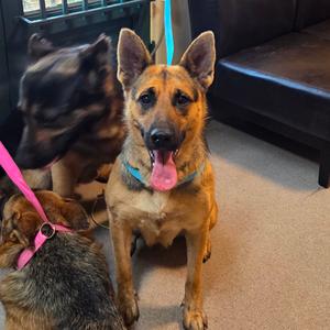 Cricket, Shepherd, German, adult, available for adoption