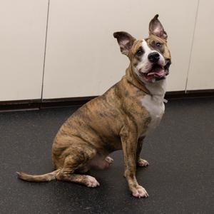 Catan, Terrier, Pit Bull, adult, available for adoption