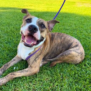 Catan, Terrier, Pit Bull, adult, available for adoption