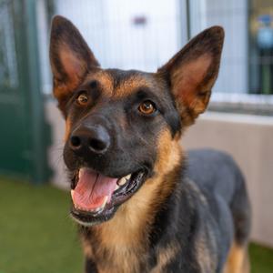 Angel, Shepherd, German, adult, available for adoption