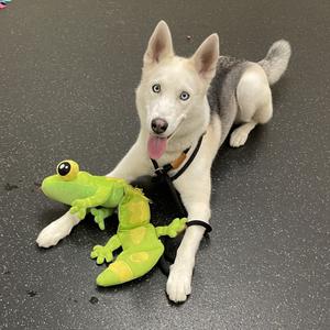 Bella, Shepherd, German, adult, available for adoption