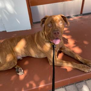 Cannoli, Terrier, American Pit Bull, adult, available for adoption