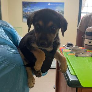 Cher, Shepherd, German, puppy, available for adoption
