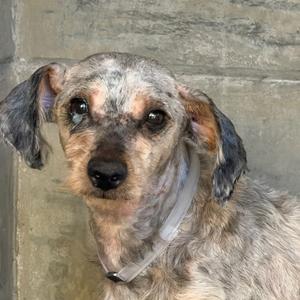 A close-up of a dog with a mottled gray and white coat, wearing a collar, looking directly at the camera.