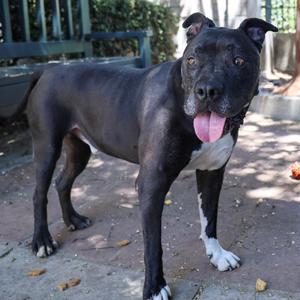 A black dog with white paws and a white patch on its chest stands outdoors, its tongue out, looking at the camera.