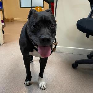 Bubba, Terrier, Pit Bull, senior, available for adoption