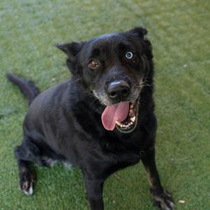 A black dog with a blue eye and a pink tongue, sitting on green grass.
