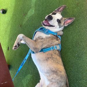 A dog lying on its back on a green surface, wearing a blue harness.