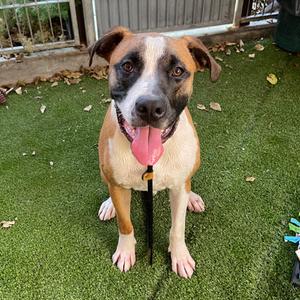 Buck, Boxer, adult, available for adoption