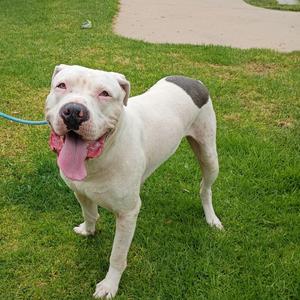 Aron, Terrier, American Staffordshire, adult, available for adoption