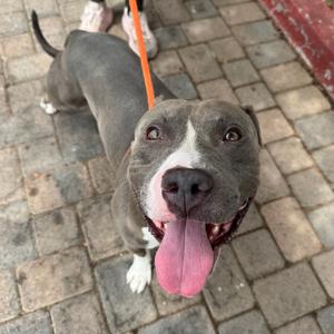 A gray and white dog with a pink tongue sticking out, standing on a brick sidewalk.