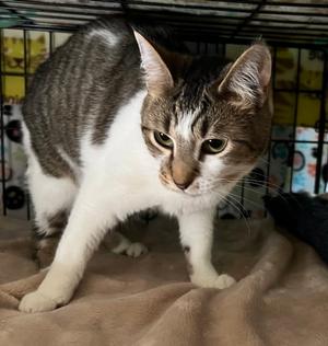 Cassandra, young, available for adoption
