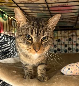 Preston, young, available for adoption