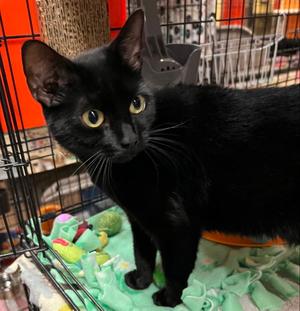 Gaga, young, available for adoption