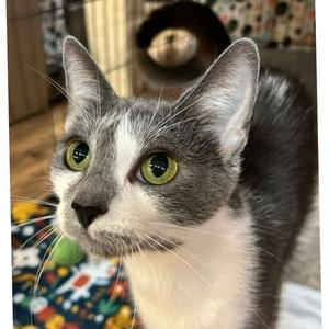 Mama Mia, young, available for adoption