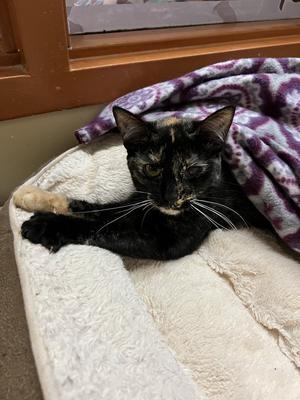 Moxie, young, available for adoption