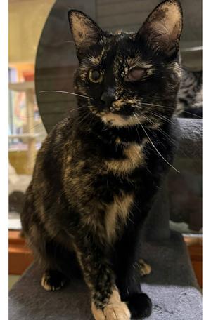 Moxie, young, available for adoption