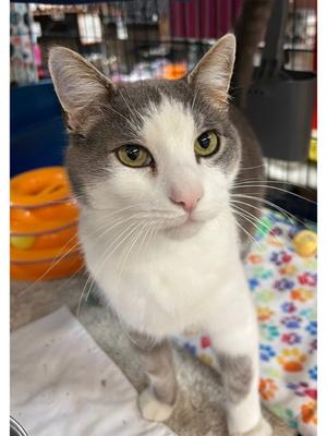 Owen, young, available for adoption