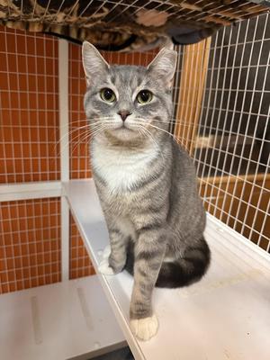 Pumpkin Spice, available for adoption