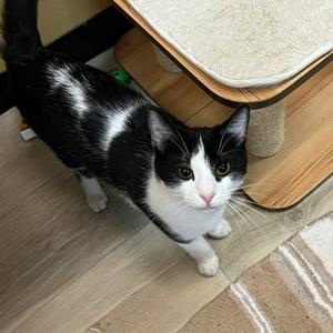 Dakota, young, available for adoption
